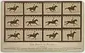 « Le cheval en mouvement, "Sallie Gardner" propriété de Leland Stanford montée par G. Domm, galopant à une allure de 1,40 sur la piste de Palo Alto, 19 juin 1878 », planche cartonnée, 1878, tirée des négatifs originaux.