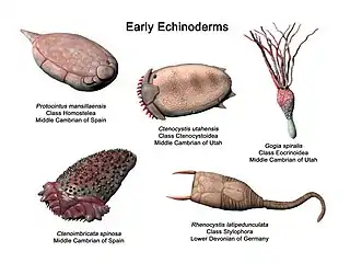 Quelques échinodermes paléozoïques, dont des homalozoaires, par Nobu Tamura (vision d'artiste).