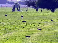 Lapins se nourrissant en groupe, à l'aube.
