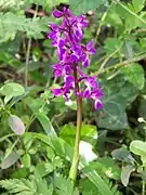 L'orchis mâle est très fréquente dans le parc