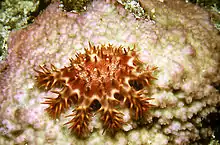 une très petite acanthaster rose se nourrit sur du corail, en laissant une trace blanche derrière elle