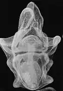 Larve brachiolaria d'Acanthaster planci en stade primitif.