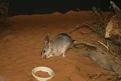 Photo d'un bilby.