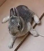 Mini lapin gris déjà bien formé