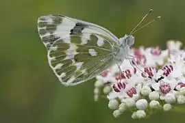 Pontia edusa