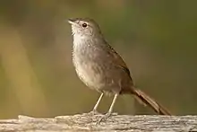 Petit oiseau fier sur une branche avec un plumage si lumineux qu'il semble éclairer autour de lui.