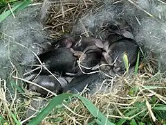 Lapereaux de Lapin à queue blanche dans leur nid au ras du sol.