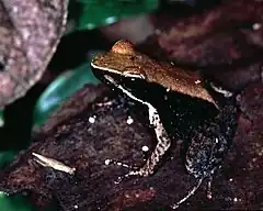 Description de l'image Eastern Madagascar Frog (Mantidactylus albofrenatus) (7629586196).jpg.