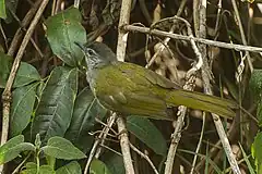 Description de l'image Eastern Mountain-Greenbul - Tanzania2008-03-01 0132 (16844631597).jpg.