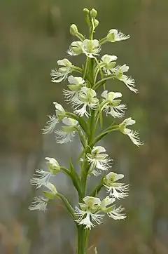 Description de l'image Eastern Prairie White Fringed Orchid (Platanthera leucophaea) (14599550719).jpg.