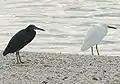 Aigrette sacrée (Egretta sacra) -  motuku - Accidentelle