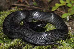 Description de l'image Eastern Small-eyed Snake (Cryptophis nigrescens) (8909118745).jpg.