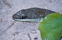 Description de l'image Eastern Stripe-bellied Sand Snake (Psammophis orientalis) (13937650028).jpg.