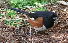 Description de l'image Eastern Towhee-27527-3.jpg.