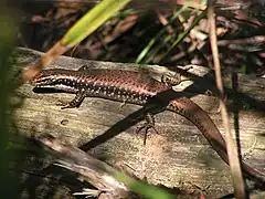 Description de l'image Eastern Water Skink (Eulamprus heatwolei).jpg.