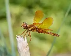 Une Perithemis tenera mâle dans le jardin botanique de Brooklyn à New York.