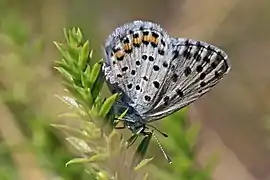 Pseudophilotes vicrama