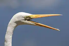 Vue rapprochée d'une tête de Grande Aigrette (Ardea alba modesta) avec le bec ouvert, au parc Shinjuku Gyoen, Tokyo, Japon.