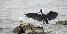 Photographie de deux oiseaux sur un rocher en bord de mer, à gauche un oiseau blanc, à droite un oiseu noir se posant