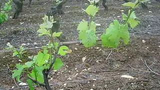 Photographie montrant le même pied de vigne après ébourgeonnage