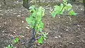 Pied de vigne après un ébourgeonnage