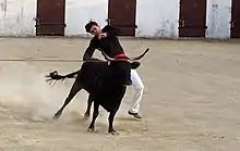 Jeune écarteur landais à l'entraînement dans les arènes de Campagne (2022).