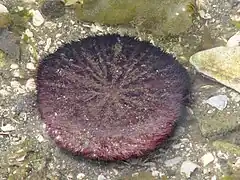 Description de l'image Eccentric sand dollar.jpg.