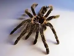 Description de l'image Ecdysis brachypelma-albopilosum01254.jpg.