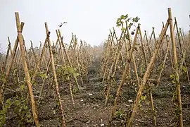 Double échalas du vignoble de Seyssuel.