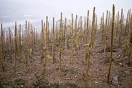 Échalas simples du vignoble de Seyssuel.