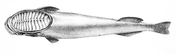 Remora albescens