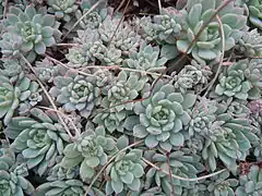 Description de l'image Echeveria prolifica - Serres d'Auteuil.JPG.