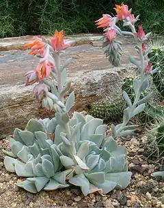 Description de l'image Echeveria runyonii HabitusInflorescences BotGard0906.jpg.