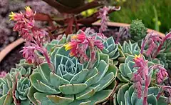 Description de l'image Echeveria secunda - Roscoff.jpg.