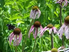 Description de l'image Echinacea pallida butterfly MN 2007.JPG.