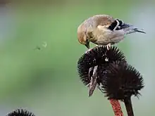 Un Chardonneret perché sur la fleur séchée d'un échinacée pourpre pour se nourrir de ses graines. L'oiseau a le bec vers la fleur, on distingue une graine en train de voler à proximité.