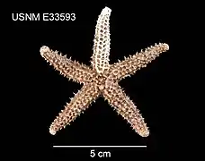 Les étoiles de l'ordre des Spinulosida ont un squelette réticulé.