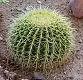 Echinocactus grusonii