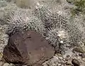 Echinocactus.