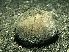 Echinocardium pennatifidum