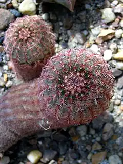 Description de l'image Echinocereus pectinatus 01.jpg.