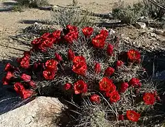 Description de l'image Echinocereus triglochidiatus 19.jpg.