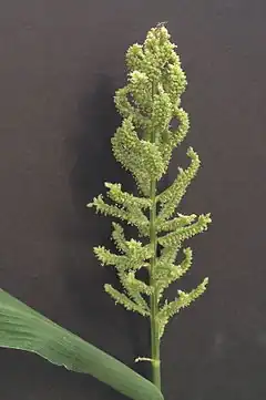Echinochloa frumentacea,  panic d'eau ou millet du Japon