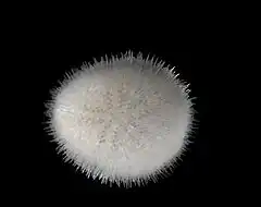 Echinocyamus pusillus, une espèce minuscule et ovoïde.