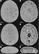 Echinocyamus pusillus (micrographes)