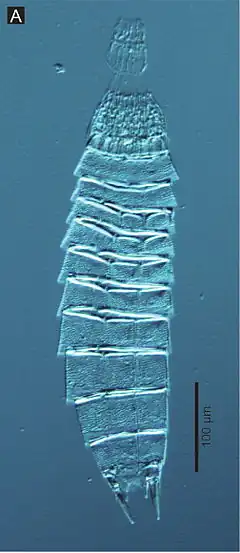 Echinoderes hwiizaa, un Kinorhyncha