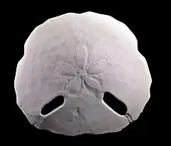 Echinodiscus bisperforatus (famille des Astriclypeidae).