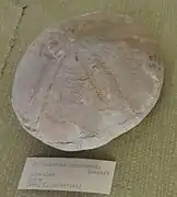 Fossile de Echinolampas barciensis (Miocène de Syrie, MNHN).