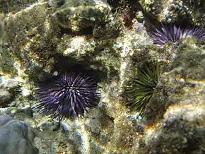 Echinometra mathaei (Echinoidea, Ile de la Réunion)