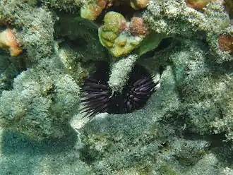 Un oursin perforant dans sa logette, creusée à même le coralligène (à La Réunion).